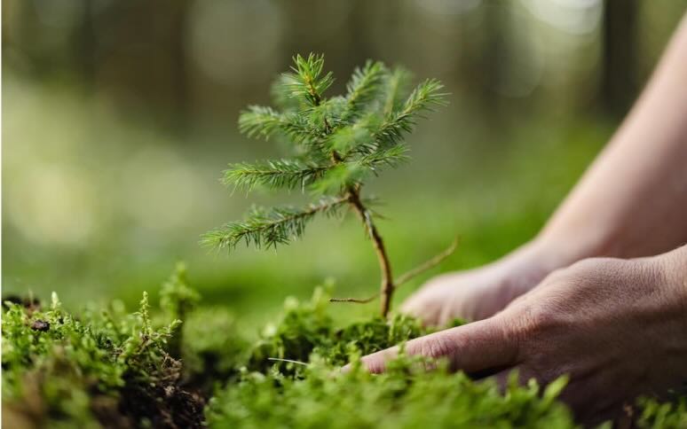 Hands planting a pine tree